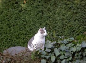 Felix im Garten